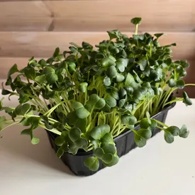 Микрозелень редиса дайкон (зеленый)